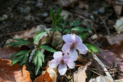 Viola eizanensis