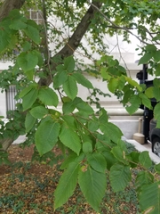 Carpinus betulus