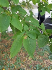 Carpinus betulus