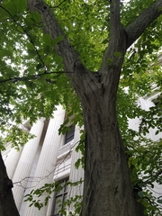 Carpinus betulus