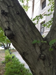 Carpinus betulus