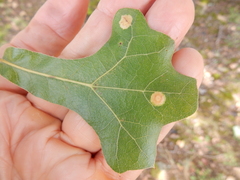 Polystepha pustuloides