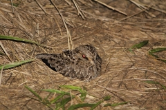 Eleothreptus anomalus