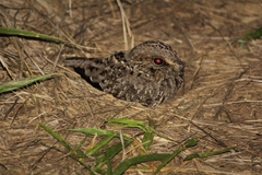 Eleothreptus anomalus