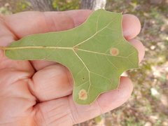 Polystepha pustuloides