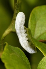 Monophadnus spinolae