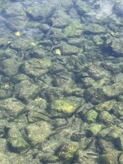 Cyprinodon pecosensis