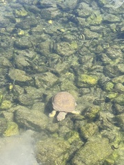 Cyprinodon pecosensis