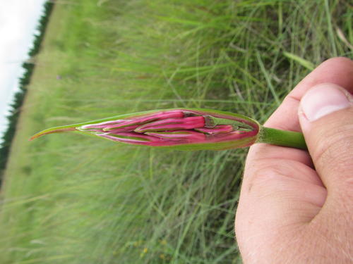 Nerine angustifolia