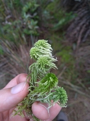Sphagnum recurvum