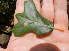 Polystepha pustuloides