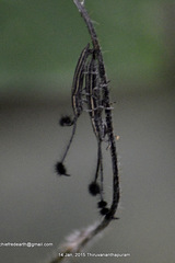 Eucomatocera vittata