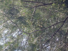 Phoradendron pauciflorum