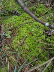 Sphagnum recurvum