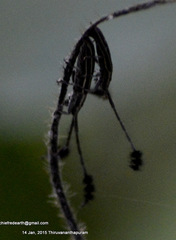 Eucomatocera vittata