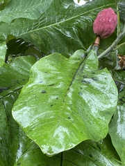 Magnolia macrophylla ashei