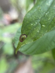 Parallelodiplosis subtruncata