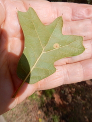 Polystepha pustuloides