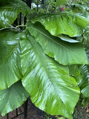 Magnolia macrophylla ashei