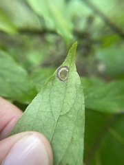 Parallelodiplosis subtruncata