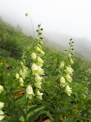 Digitalis ciliata