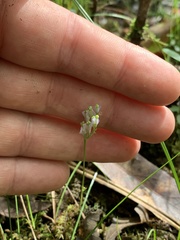 Burmannia biflora
