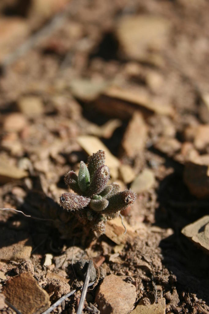 Drosanthemum striatum 2