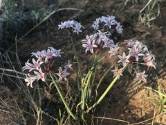 Allium macropetalum
