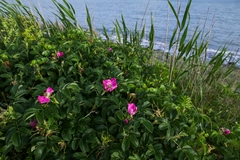 Rosa rugosa