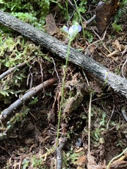 Burmannia biflora