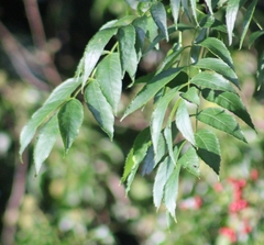 Fraxinus excelsior