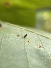Caryomyia striolata