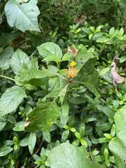 Lantana pastazensis