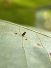 Caryomyia striolata