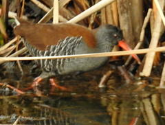 Rallus caerulescens