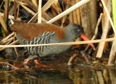 Rallus caerulescens