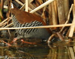Rallus caerulescens