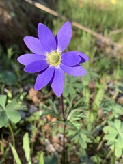 Anemone decapetala