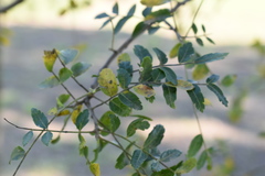 Schinopsis lorentzii