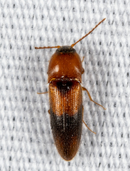 Ampedus areolatus