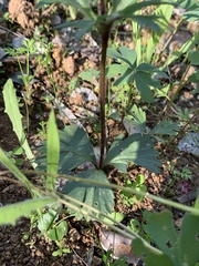 Anemone decapetala