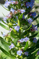 Echium acanthocarpum