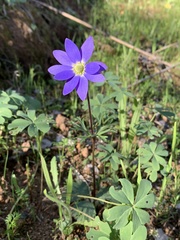 Anemone decapetala