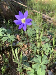 Anemone decapetala