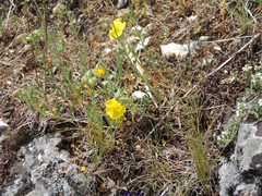 Fumana thymifolia