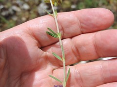 Fumana thymifolia