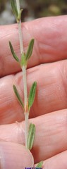 Fumana thymifolia