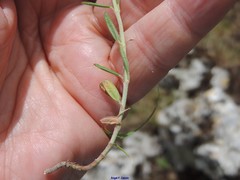 Fumana thymifolia