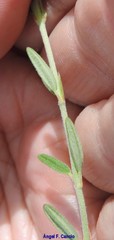 Fumana thymifolia