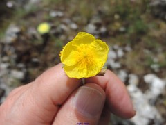 Fumana thymifolia